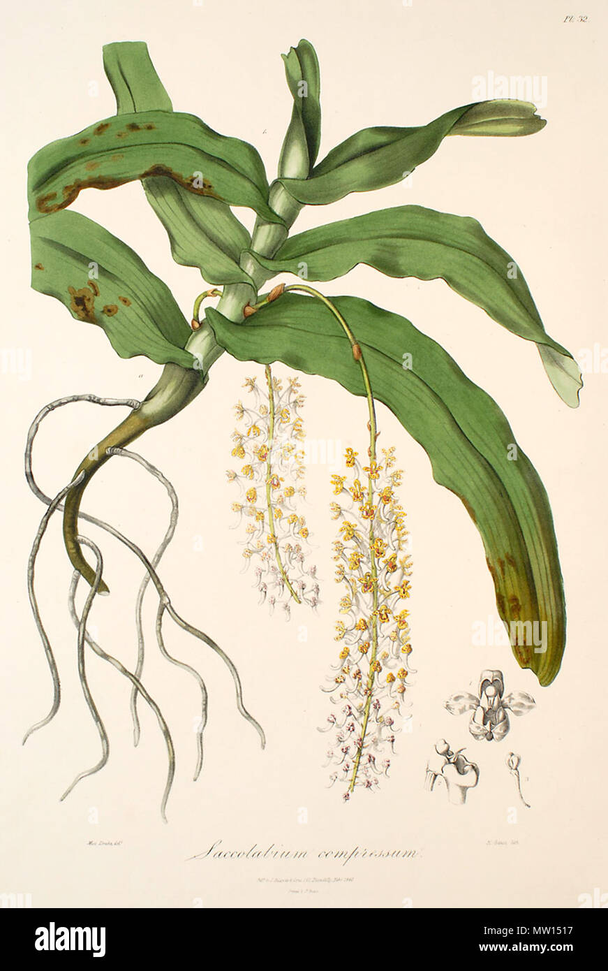 . Illustration of Robiquetia compressa . 1838. Miss Drake (1803-1857) del., M. Gauci lith. 524 Robiquetia compressa Stock Photo