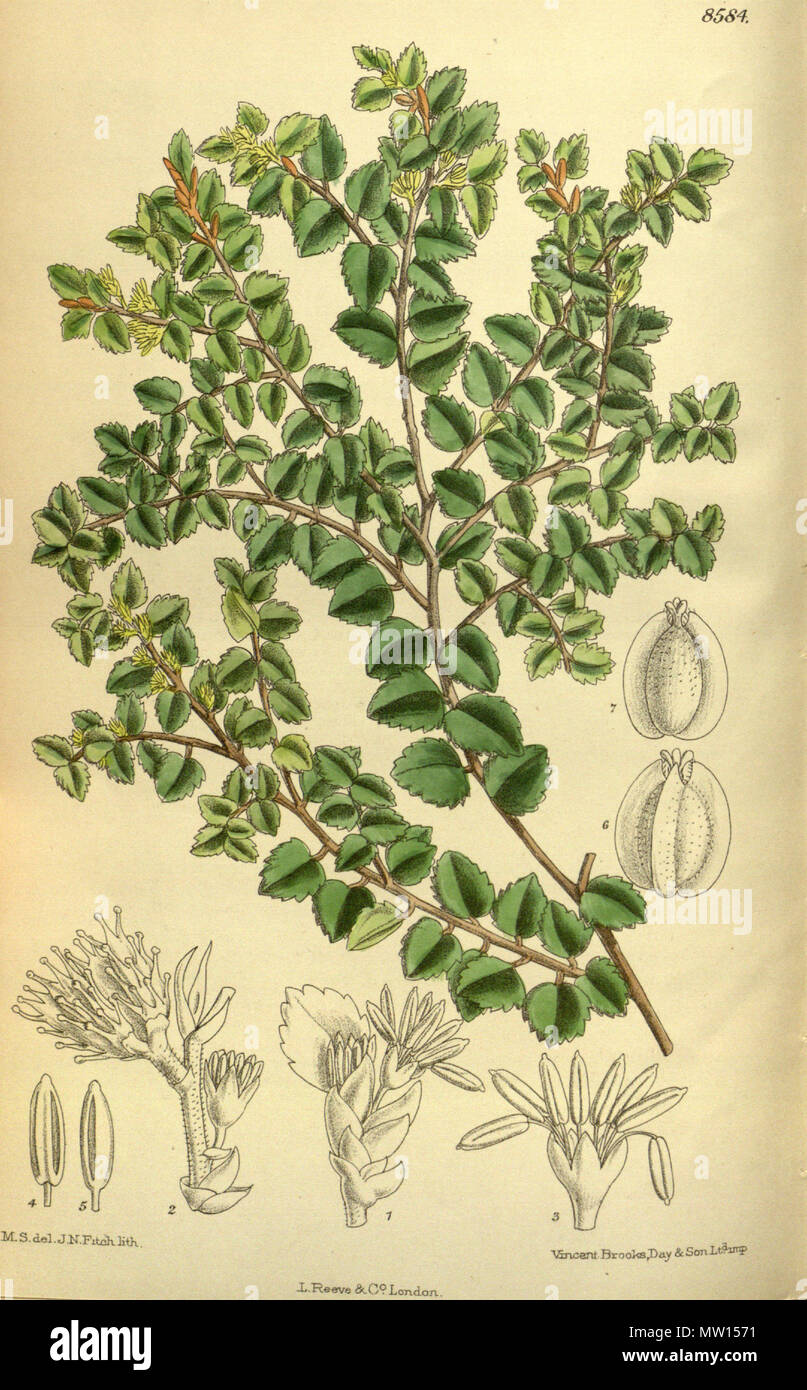 . Nothofagus cunninghamii, Nothofagaceae . 1914. M.S. del., J.N.Fitch lith. 449 Nothofagus cunninghamii 140-8584 Stock Photo