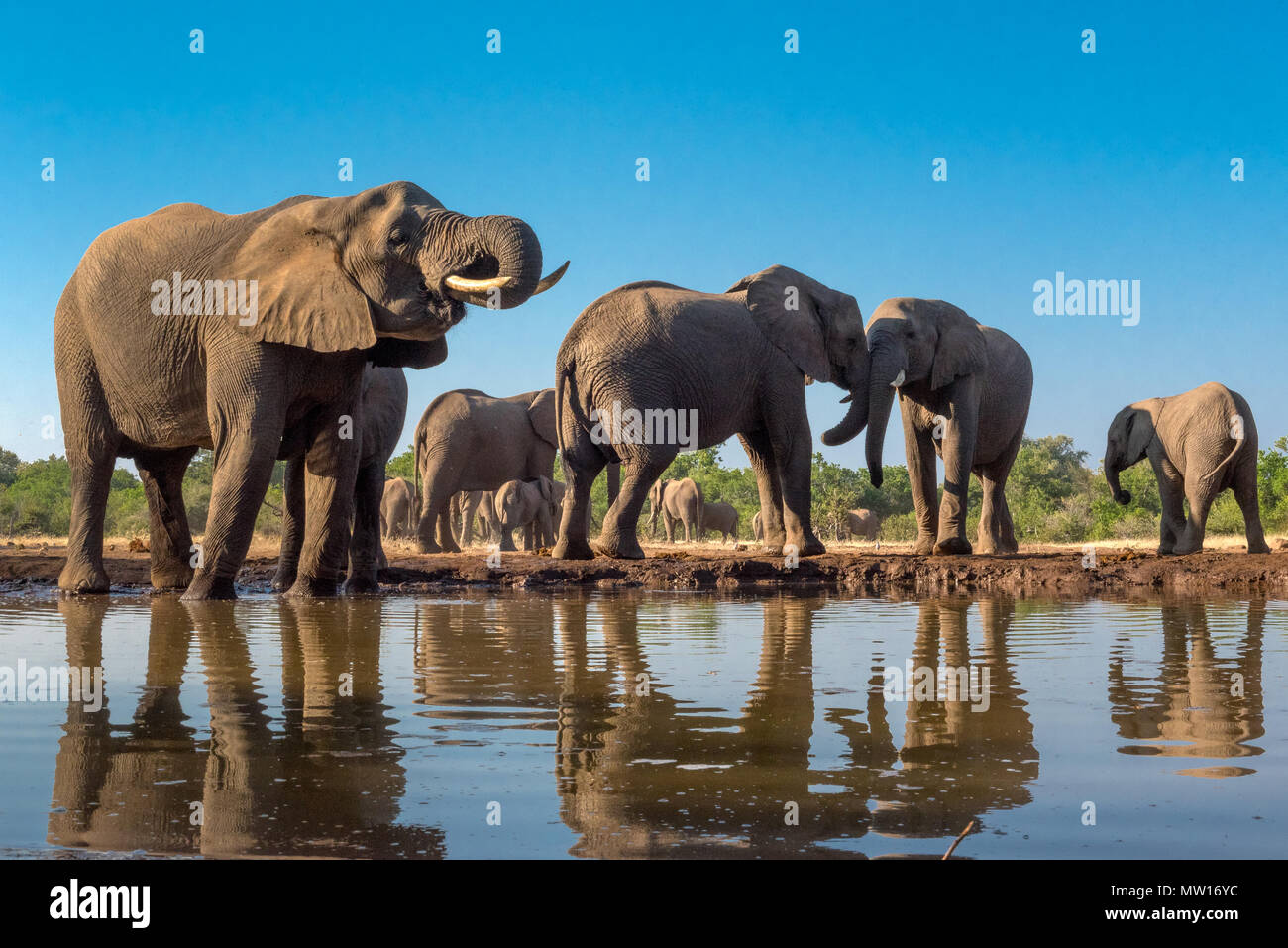 Elephants photographed from The Matabole Hide in the Mashatu Private Game Reserve Botswana Stock Photo