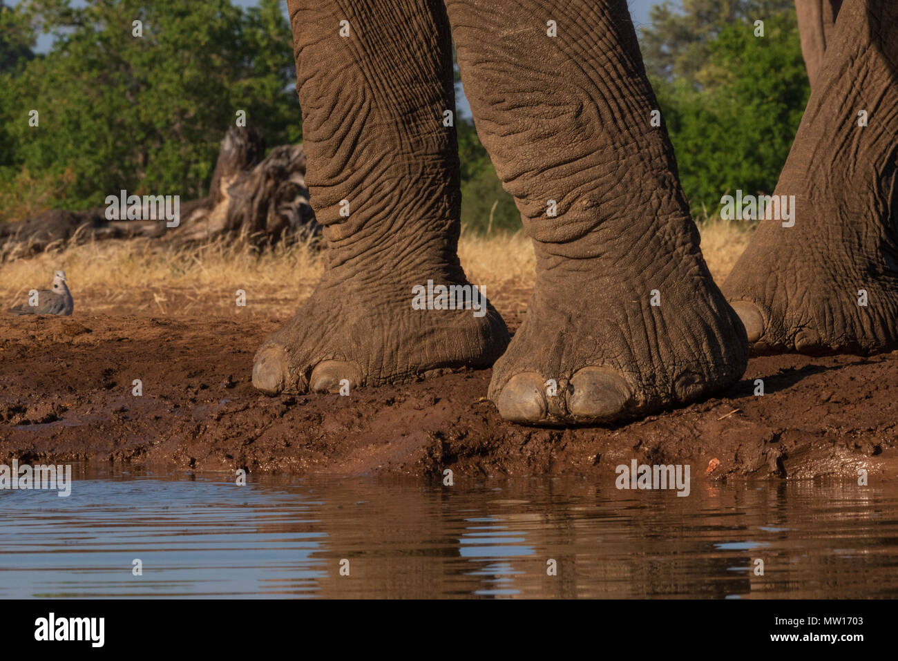 Elephants photographed from The Matabole Hide in the Mashatu Private Game Reserve Botswana Stock Photo