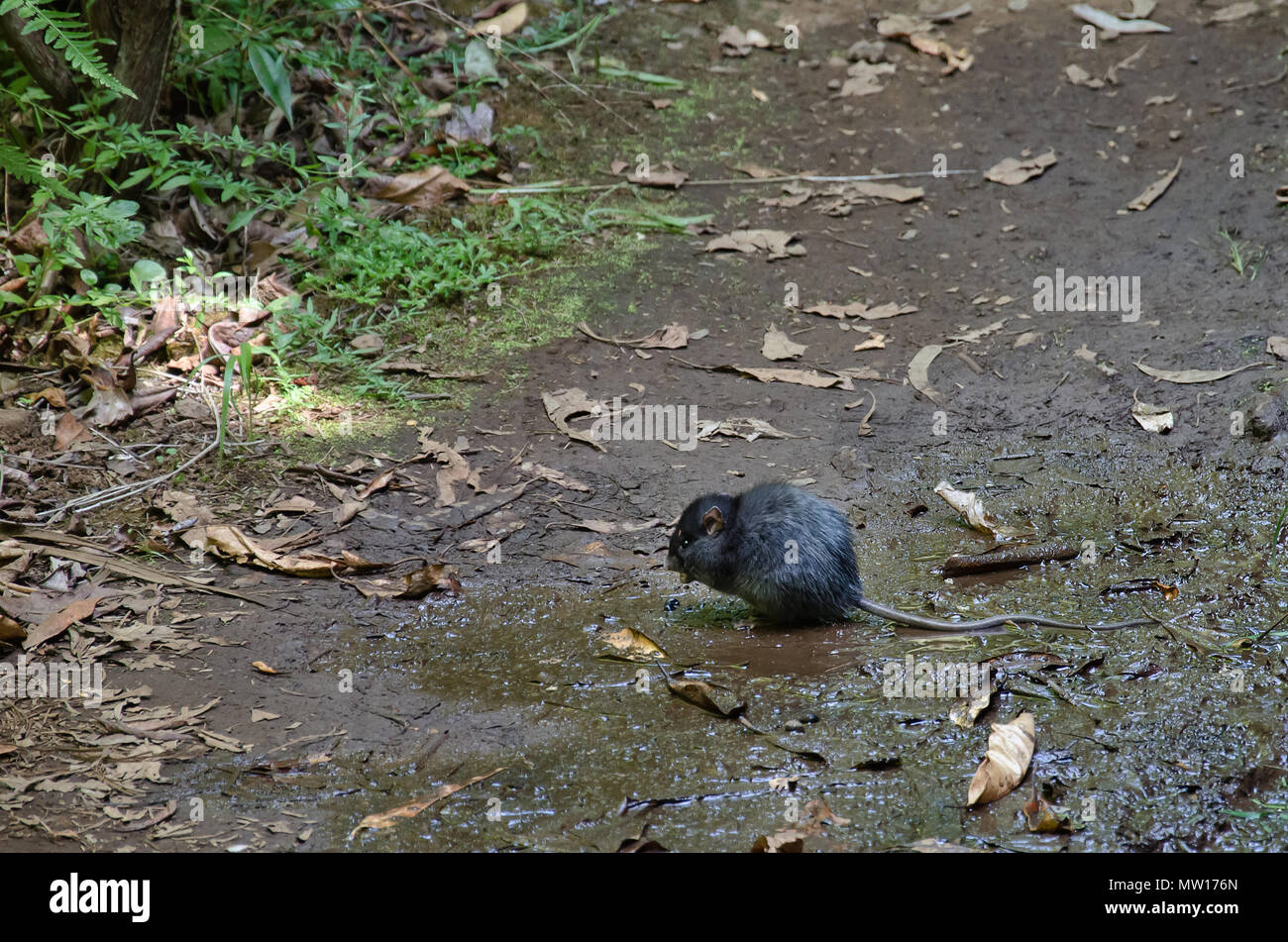 Huge and fat black rat in wild natural environment. Furry pest is sitting and eating something in mud on the ground unsurfaced road. Picture made in M Stock Photo