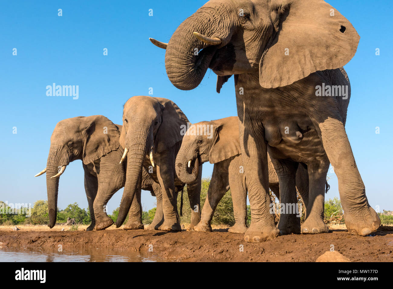 Elephants photographed from The Matabole Hide in the Mashatu Private Game Reserve Botswana Stock Photo