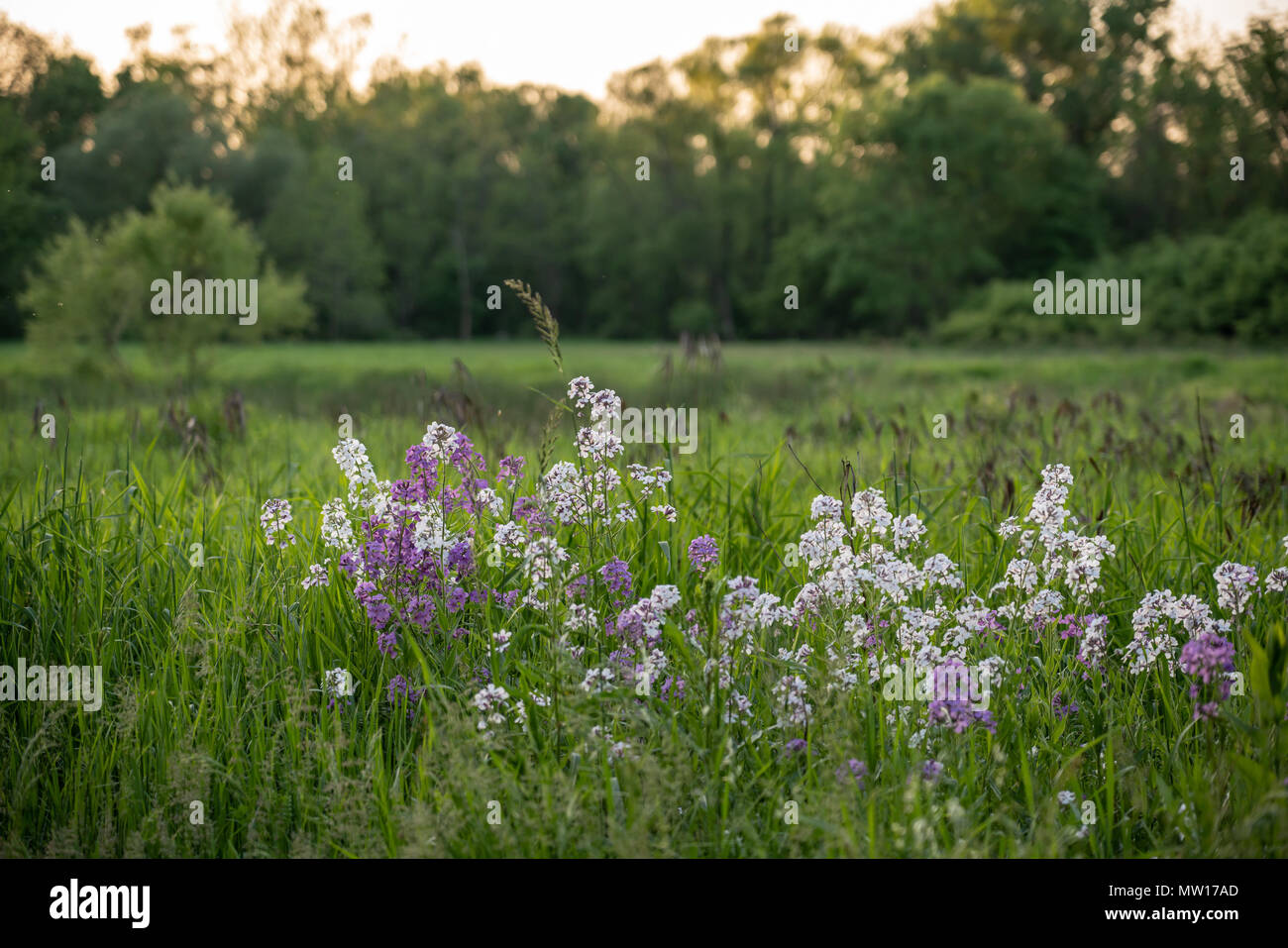 Wildflowers at sunset hi-res stock photography and images - Alamy