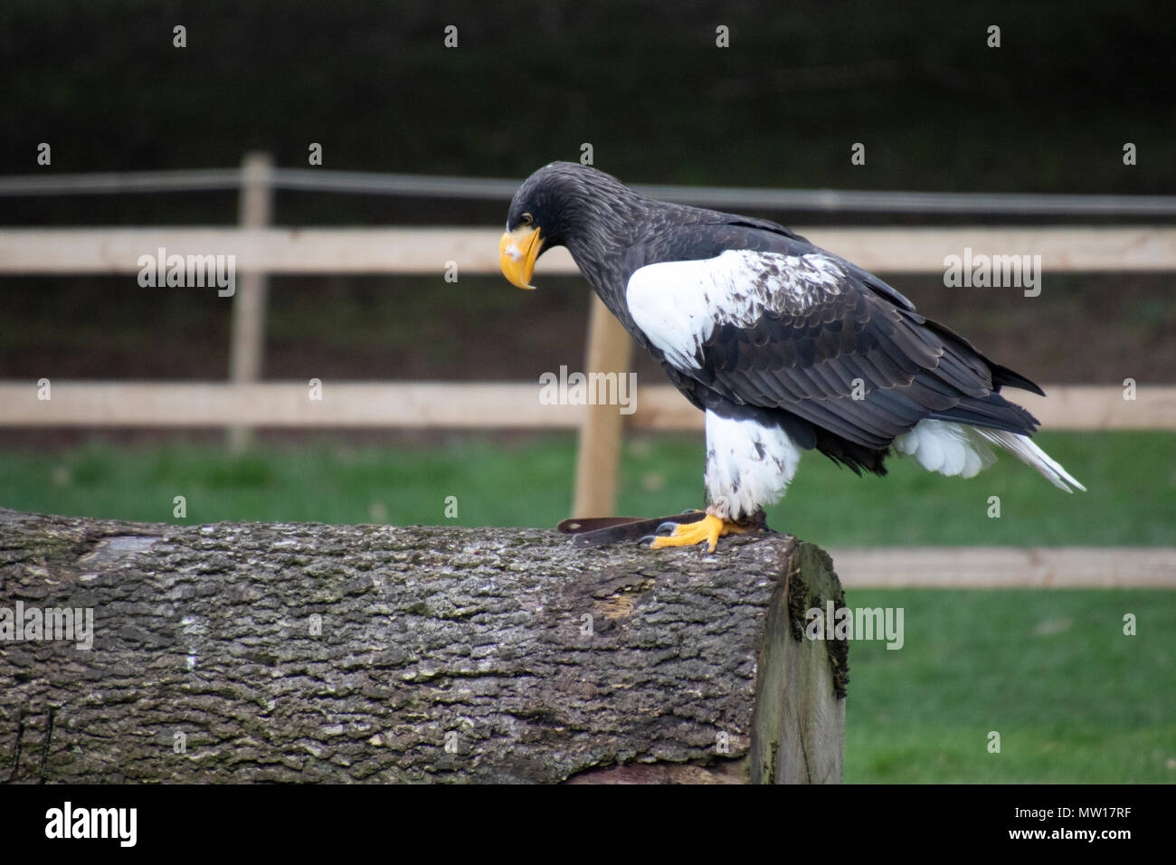 Steller's Sea Eagle taken at Warwick Castle. Steller's sea eagle (Haliaeetus pelagicus) is a large diurnal bird of prey in the family Accipitridae. Stock Photo