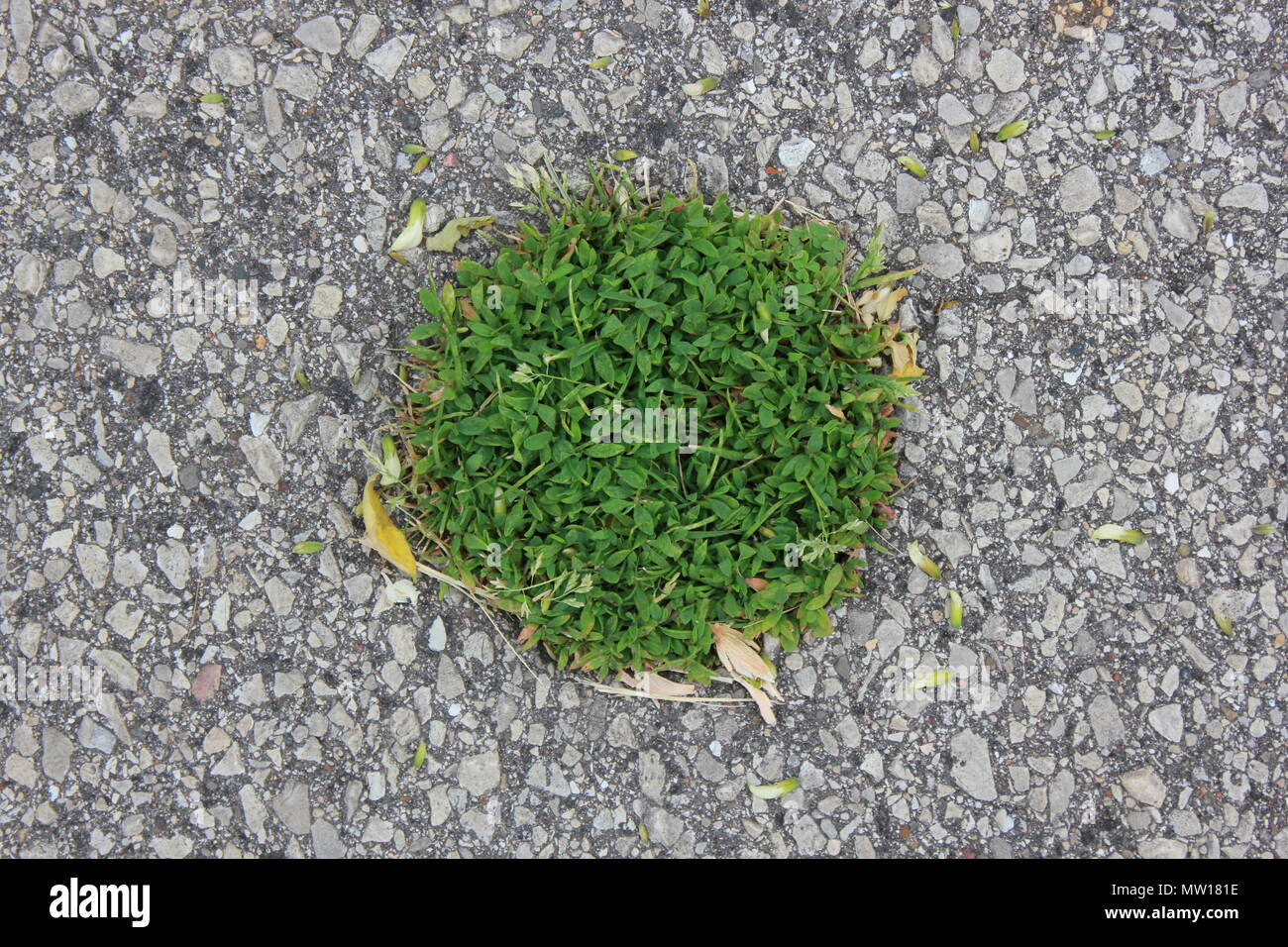 Circular tuft of spring green grass surrounded by an asphalt walkway. Stock Photo