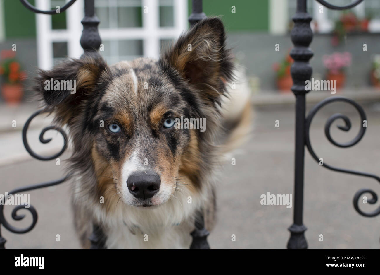 A blue merle border collie Stock Photo