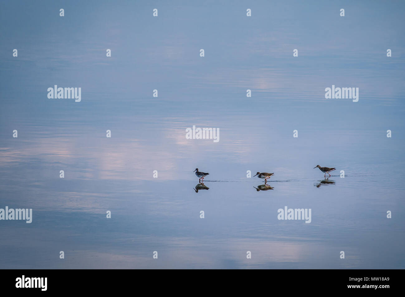 3 Stilt shorebirds walking in a line in the shallow calm reflective tidal sea waters. Stock Photo
