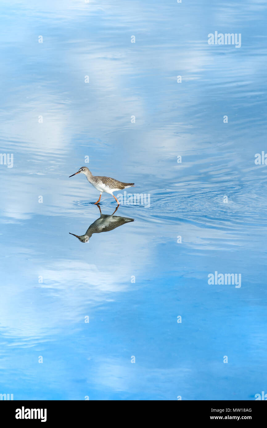 A Marbled Godwit stilt shorebird wades through calm reflective still tidal sea waters. Stock Photo