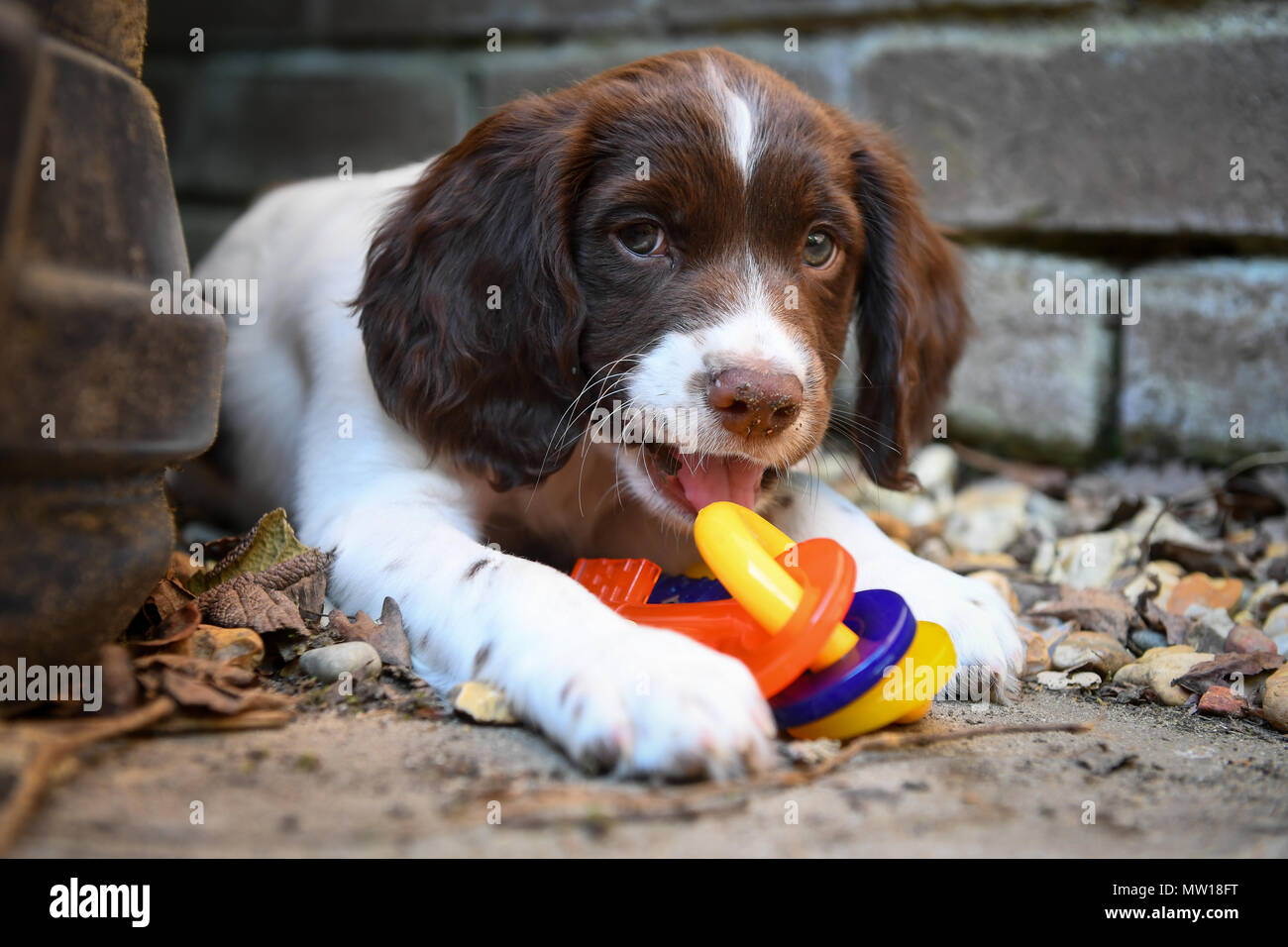 An English springer spaniel 10 week old puppy with flavoured teething rings in the shape of plastic keys. Stock Photo