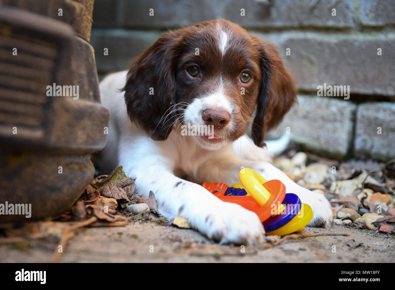 actrice Vaak gesproken tijdschrift 10 week old puppy hi-res stock photography and images - Alamy