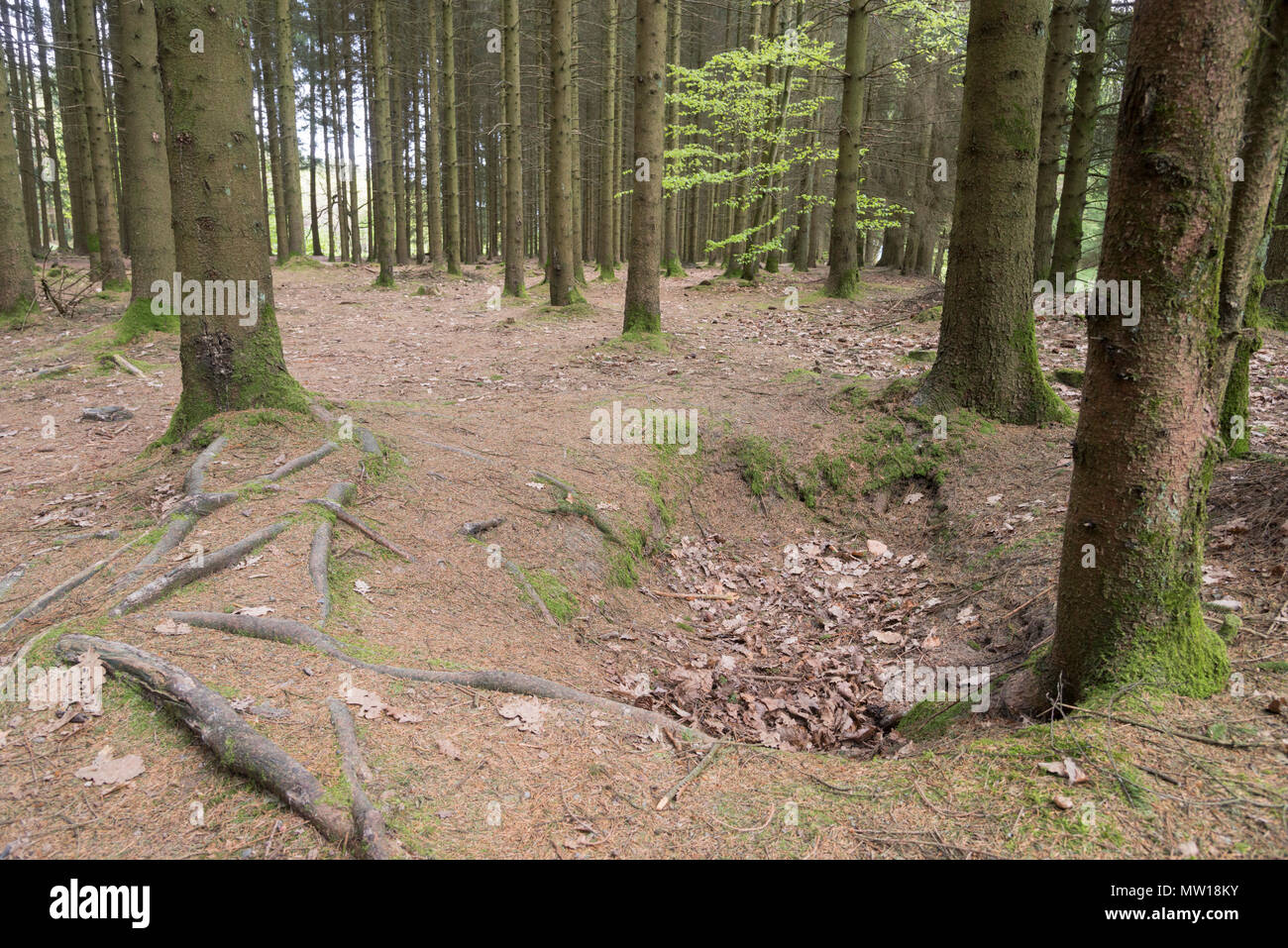 Bois Jacques foxholes in the Ardennes forest near Foy Belgium Stock Photo