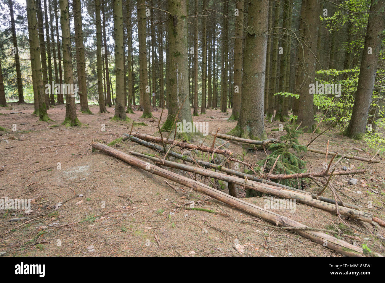 Bois Jacques foxholes in the Ardennes forest near Foy Belgium Stock Photo
