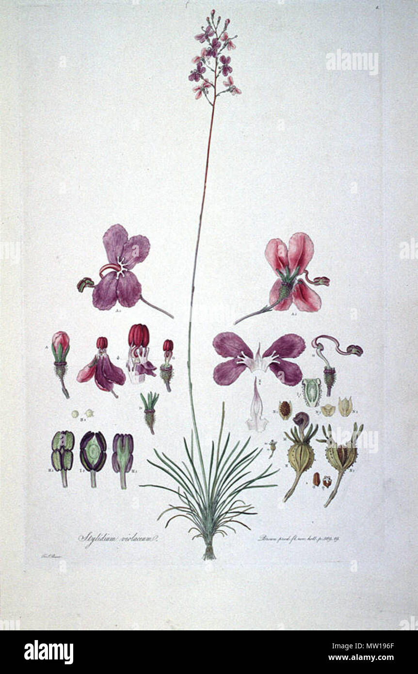 . This is a scan of Plate 5 from Ferdinand Bauer's Illustrationes Florae Novae Hollandiae. The plant featured is Stylidium violaceum. early 19th century. Ferdinand Bauer (1760–1826) 579 Stylidium violaceum (Illustrationes Florae Novae Hollandiae plate 5) Stock Photo
