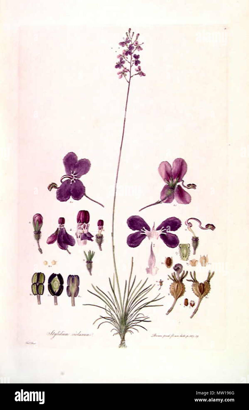 . This is a scan of Plate 5 from Ferdinand Bauer's Illustrationes Florae Novae Hollandiae. The plant featured is Stylidium violaceum. early 19th century. Ferdinand Bauer (1760–1826) 579 Stylidium violaceum (2) Stock Photo