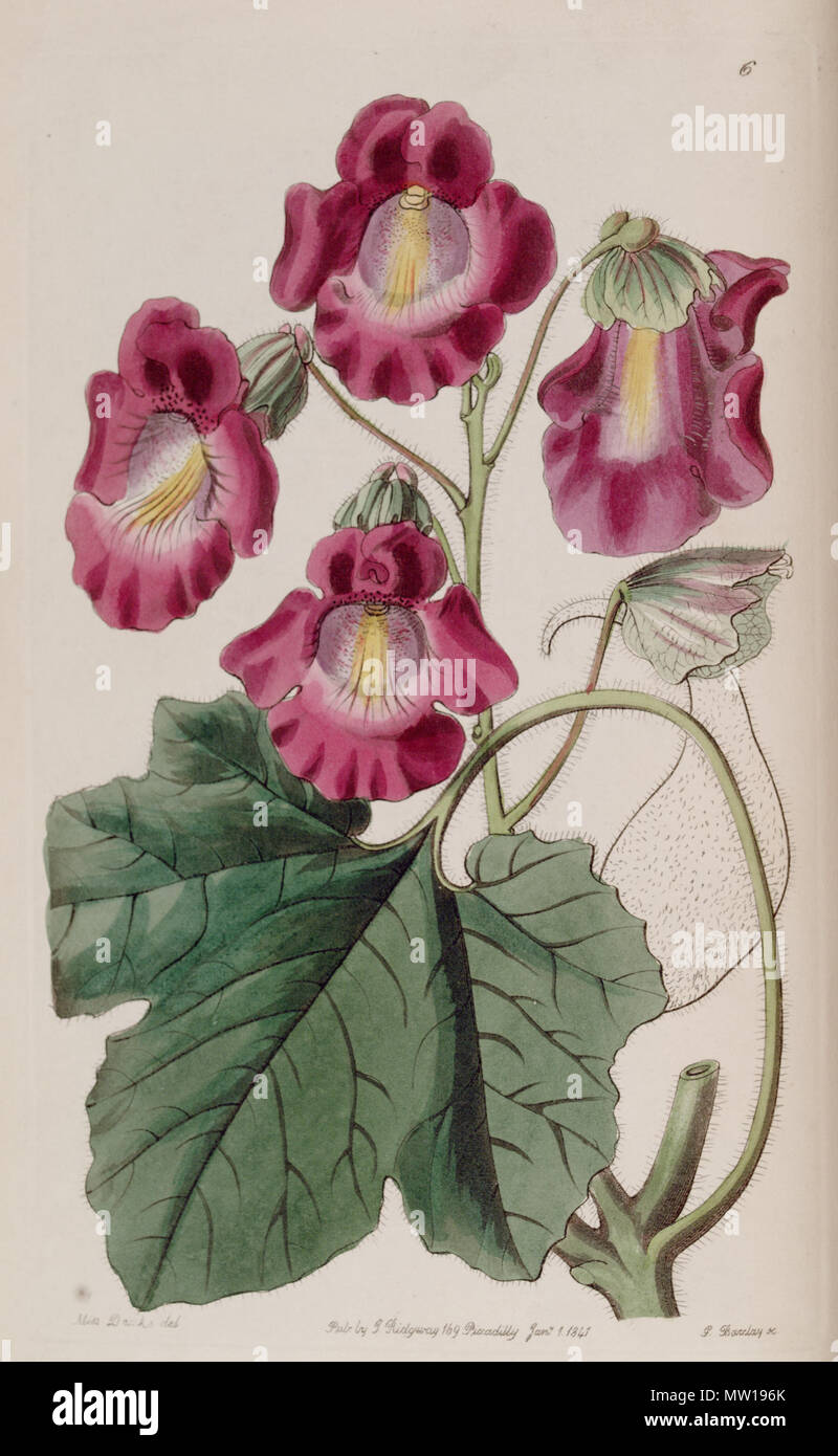 . Proboscidea louisianica subsp. fragrans . 1840. Lindley 502 Proboscidea louisianica subsp. fragrans (Martynia fragrans) Edwards's Bot. Reg. 26. 85. 1840 Stock Photo