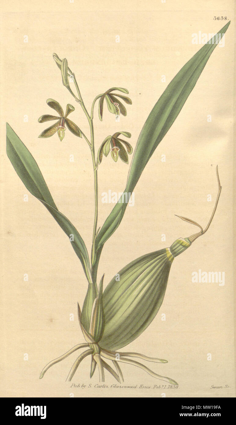 . Illustration of Prosthechea livida or Pseudencyclia livida (as syn. Epidendrum tessellatum) . 1839. Drawing not signed, lithograph by Joseph Swan 503 Prosthechea livida or Pseudencyclia livida (as Epidendrum tessellatum) - Curtis' 65 (N.S. 12) pl. 3638 (1839) Stock Photo