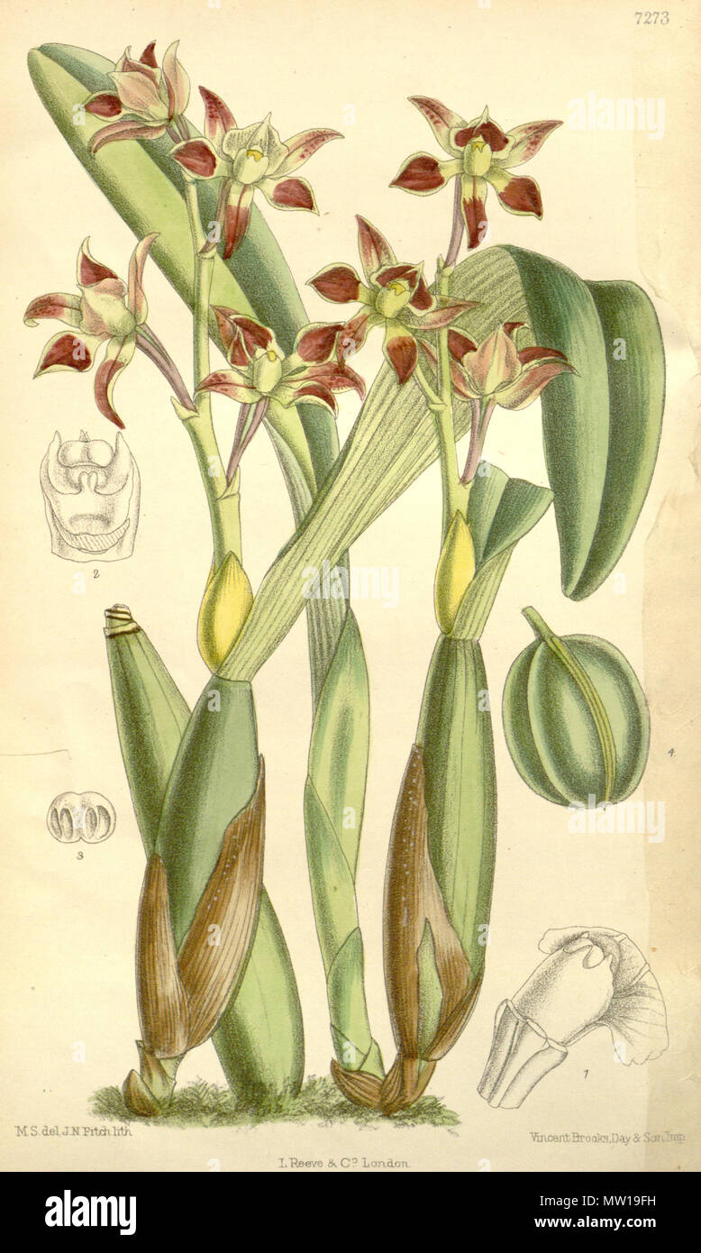. Illustration of Prosthechea spondiada (as syn. Epidendrum spondiadum) . 1893. M. S. del. ( = Matilda Smith, 1854-1926), J. N. Fitch lith. ( = John Nugent Fitch, 1840–1927) Description by Joseph Dalton Hooker (1817—1911) 503 Prosthechea spondiada (as Epidendrum spondiadum) - Curtis' 119 (Ser. 3 no. 49) pl. 7273 (1893) Stock Photo