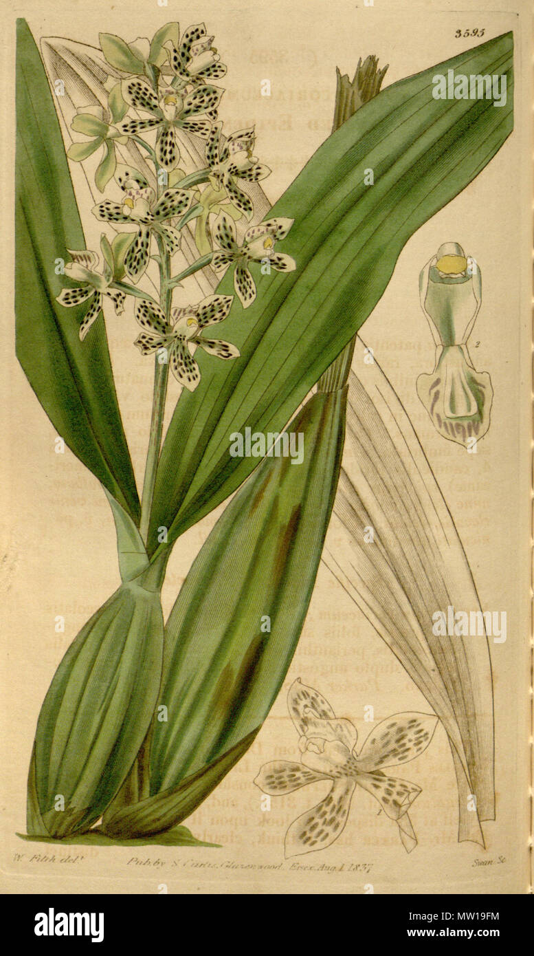. Illustration of Prosthechea vespa (as syn. Epidendrum coriaceum) . 1837. Walter Hood Fitch (1817-1892) del., Swan sc. 503 Prosthechea vespa (as Epidendrum coriaceum) - Curtis' 64 (N.S. 11) pl. 3595 (1837) Stock Photo