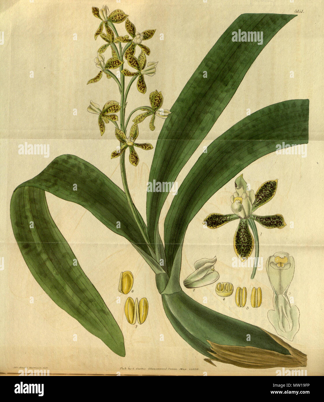 . Illustration of Prosthechea vespa (as syn. Epidendrum variegatum) . 1832. Mrs. Arnold Harrison del., Swan sc. 503 Prosthechea vespa (as Epidendrum variegatum) - Curtis' 59 (N.S. 6) pl. 3151 (1832) Stock Photo