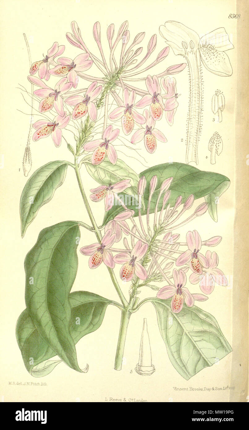 . Pseuderanthemum malaccense (= Pseuderanthemum graciliflorum), Acanthaceae . 1911. M.S. del, J.N.Fitch, lith. 504 Pseuderanthemum malaccense 137-8368 Stock Photo