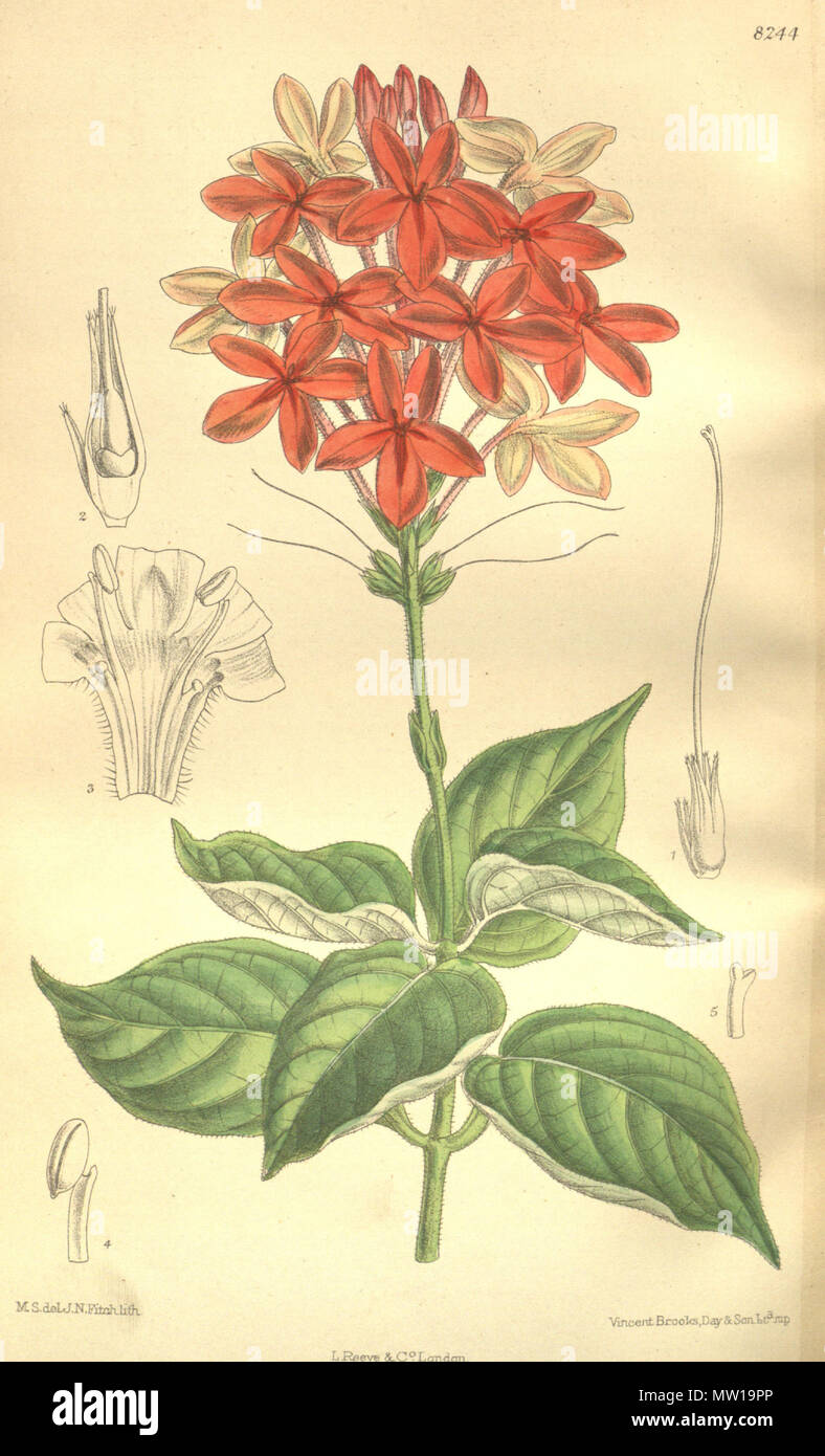 . Pseuderanthemum seticalyx (= Ruspolia seticalyx), Acanthaceae . 1909. M.S. del., J.N.Fitch lith. 504 Pseuderanthemum seticalyx 135-8244 Stock Photo