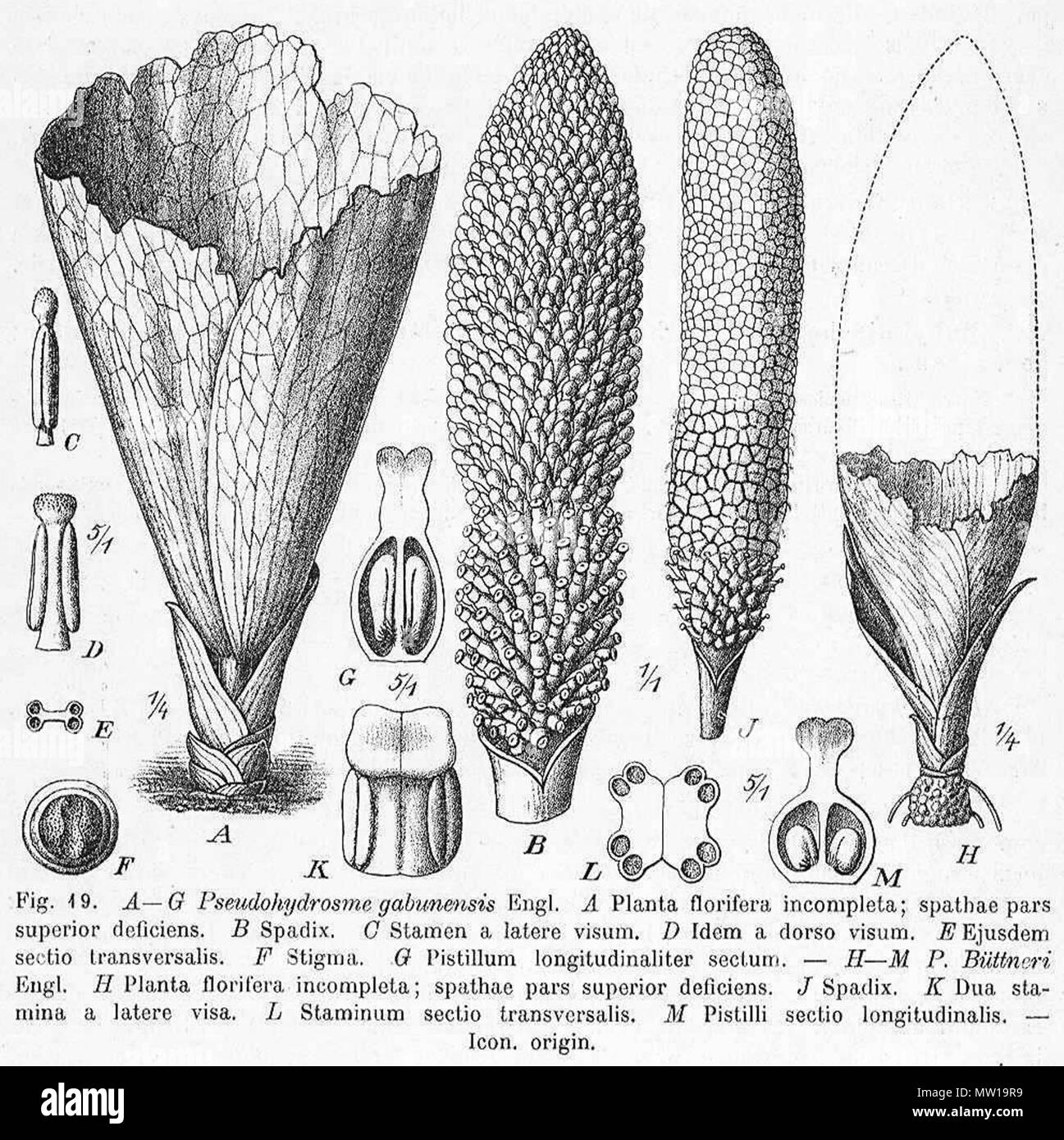 . English: Pseudohydrosme gabunensis botanical drawing of Adolf Engler . 1920. Adolf Engler (d. 1930) 504 Pseudohydrosme gabunensis Engler drawing Stock Photo