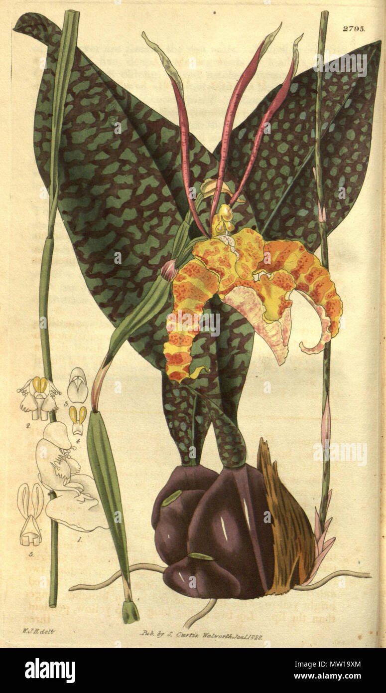 . Illustration of Psychopsis papilio (as syn. Oncidium papilio) . 1828. W. J. H. (= William Jackson Hooker) (1785-1865) del., Swan sc. 505 Psychopsis papilio (as Oncidium papilio) - Curtis' 55 (N.S. 2) pl. 2789 (1828) Stock Photo