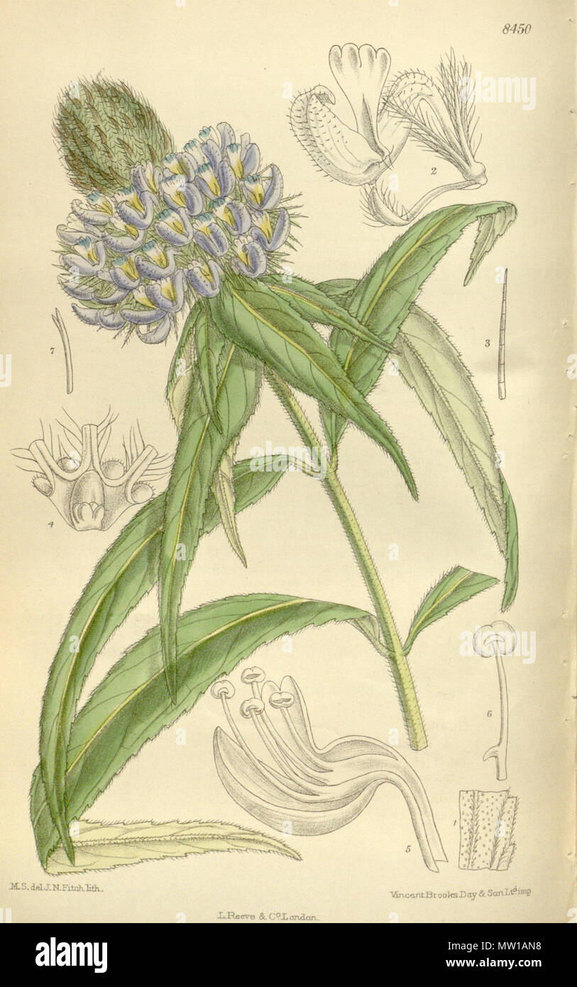 . Pycnostachys dawei (= Pycnostachys speciosa), Lamiaceae . 1912. M.S. del, J.N.Fitch, lith. 506 Pycnostachys dawei 138-8450 Stock Photo
