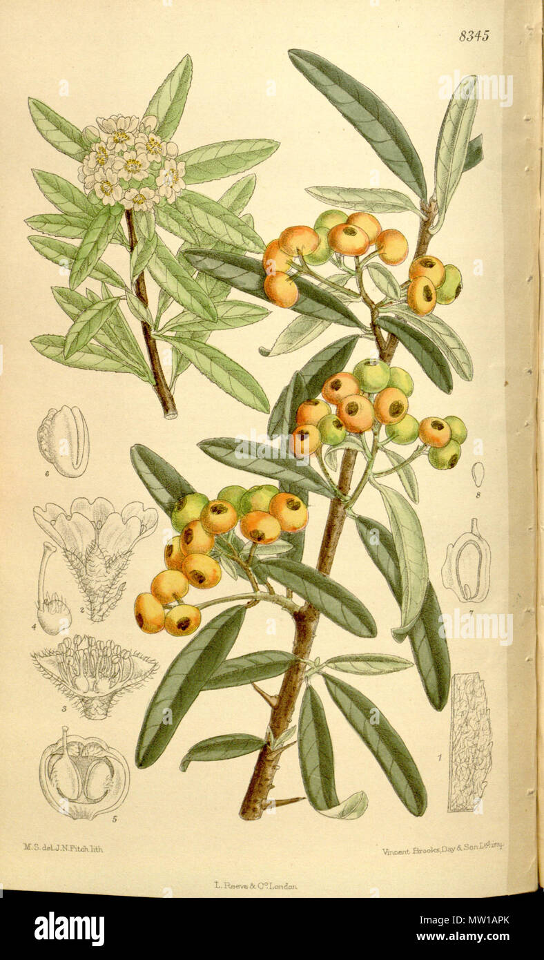 . Pyracantha angustifolia, Rosaceae . 1910. M.S. del., J.N.Fitch lith. 506 Pyracantha angustifolia 136-8345 Stock Photo