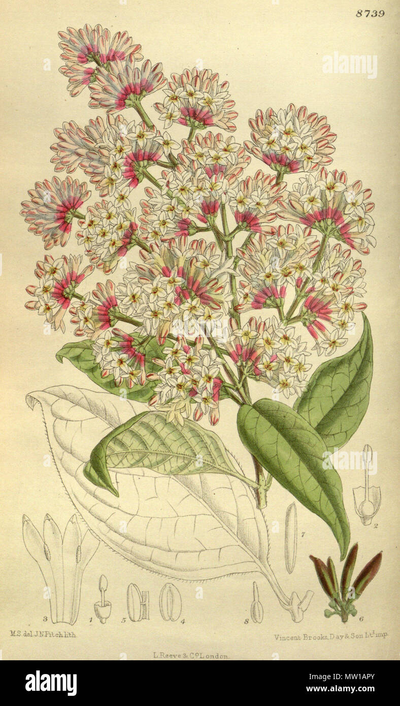 . Syringa wilsonii (= Syringa tomentella subsp. sweginzowii), Oleaceae . 1917. M.S. del., J.N.Fitch lith. 583 Syringa wilsonii 143-8739 Stock Photo