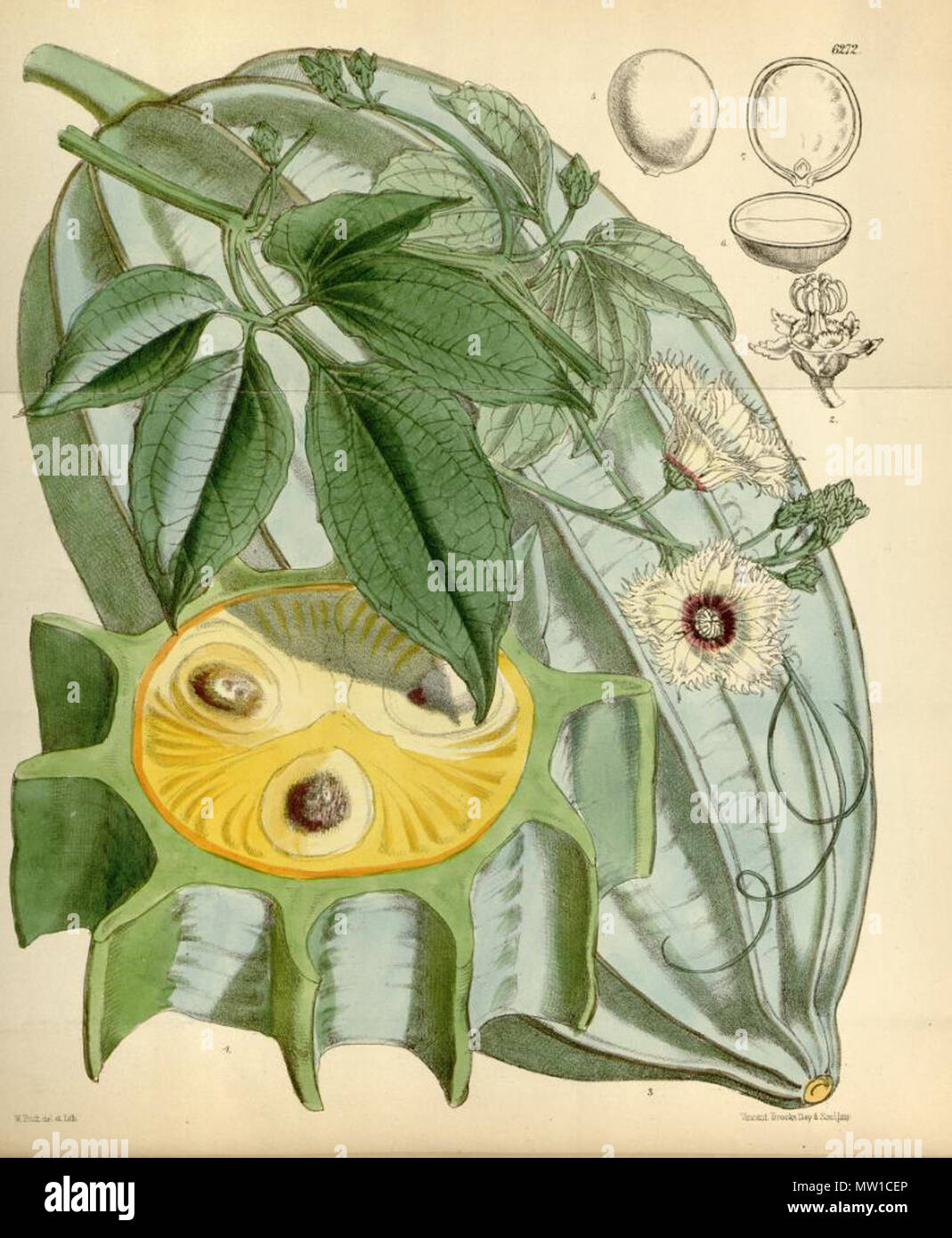 . Illustration of Telfairia occidentalis . 1877. Joseph Dalton Hooker (1817-1911) 589 Telfairia occidentalis Stock Photo