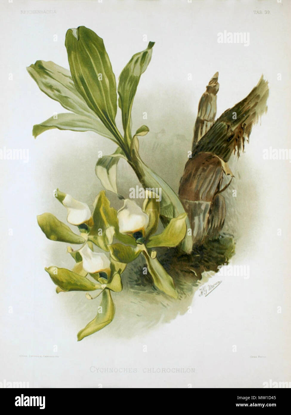 . English: Illustration of Cycnoches chlorochilon from F. Sander: Reichenbachia . 1892. F. Sander 514 Reichenbachia - Second Series vol. 1 (TAB. 39) Stock Photo