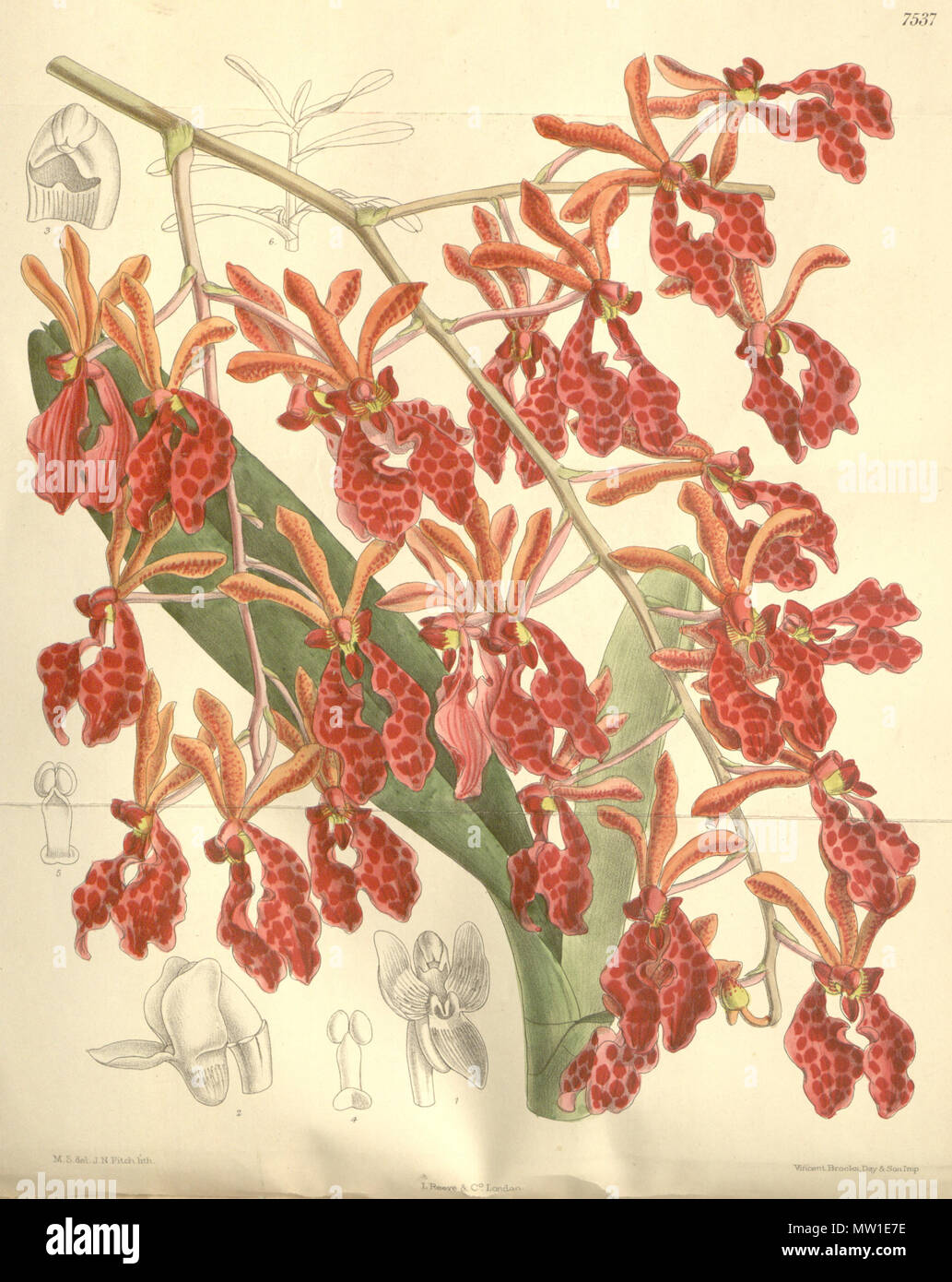 . Illustration of Renanthera storiei . 1897. M. S. del. ( = Matilda Smith, 1854-1926), J. N. Fitch lith. ( = John Nugent Fitch, 1840–1927) Description by Joseph Dalton Hooker (1817—1911) 517 Renanthera storiei Stock Photo