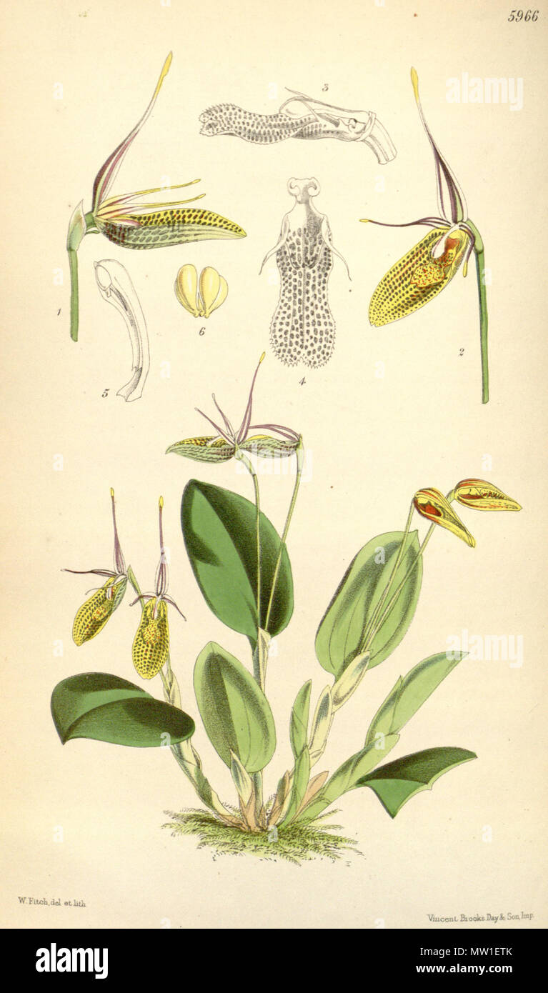 . Illustration of Restrepia elegans . 1872. Walter Hood Fitch (1817-1892) del. et lith. Description by Joseph Dalton Hooker (1817—1911) 518 Restrepia elegans - Curtis' 98 (Ser. 3 no. 28) pl. 5966 (1872) Stock Photo