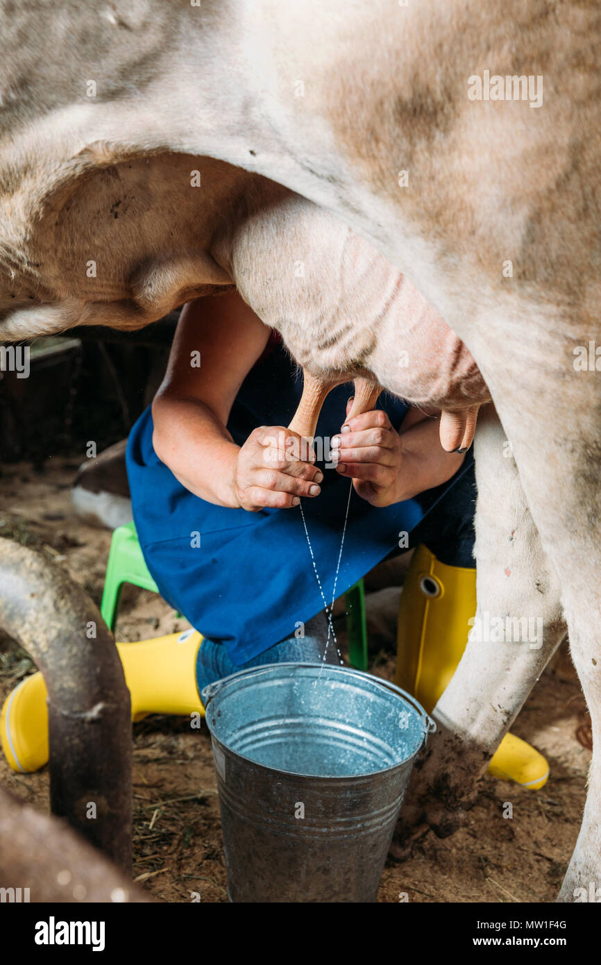 Rubber milking hi-res stock photography and images - Alamy