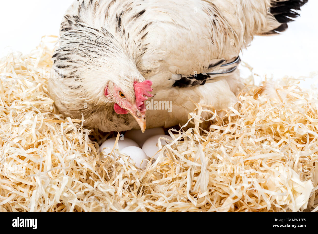 closeup view of white hen sitting on nest with eggs isolated on white