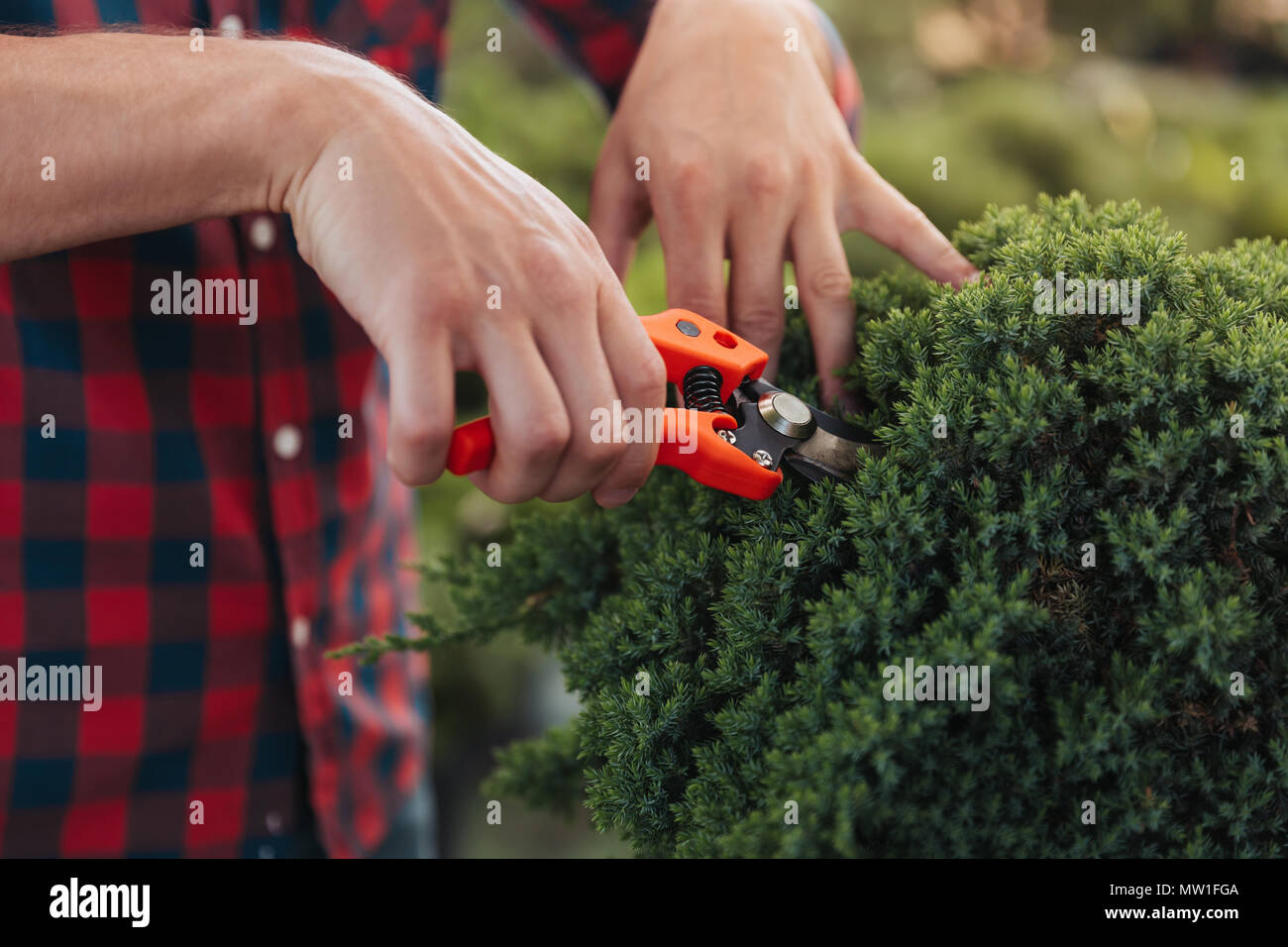Selective pruning hi-res stock photography and images - Alamy
