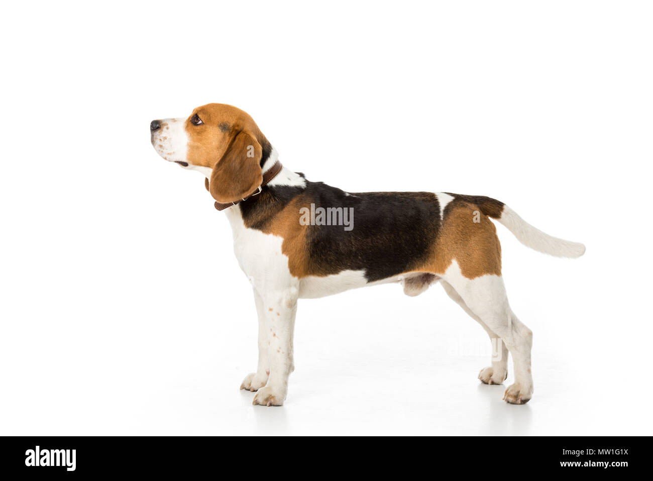 side view of cute beagle dog in collar isolated on white Stock Photo