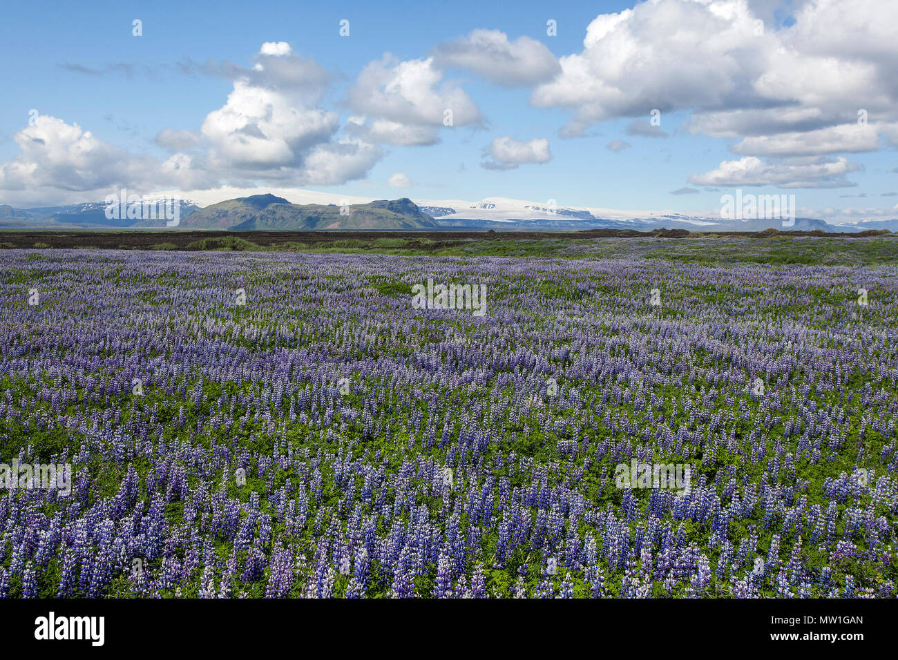 Wide landscape with Nootka lupins (Lupinus nootkatensis), at the back volcano Katla, cloudy sky, near Vik, South Iceland Stock Photo