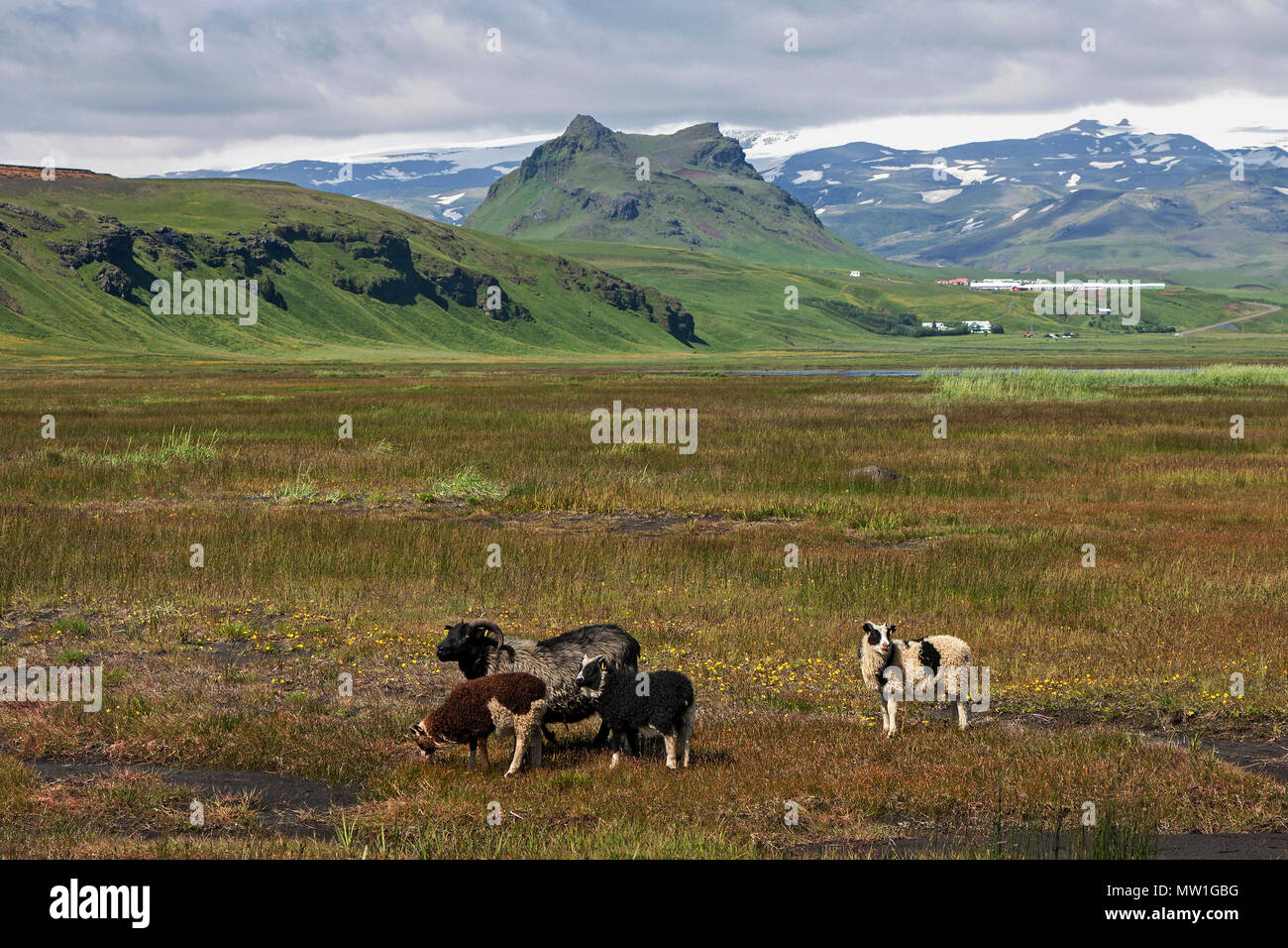 Icelandic sheep graze on meadows in front of mountain scenery, near Cape Dyrhólaey, near Vík í Mýrdal, South Iceland Stock Photo