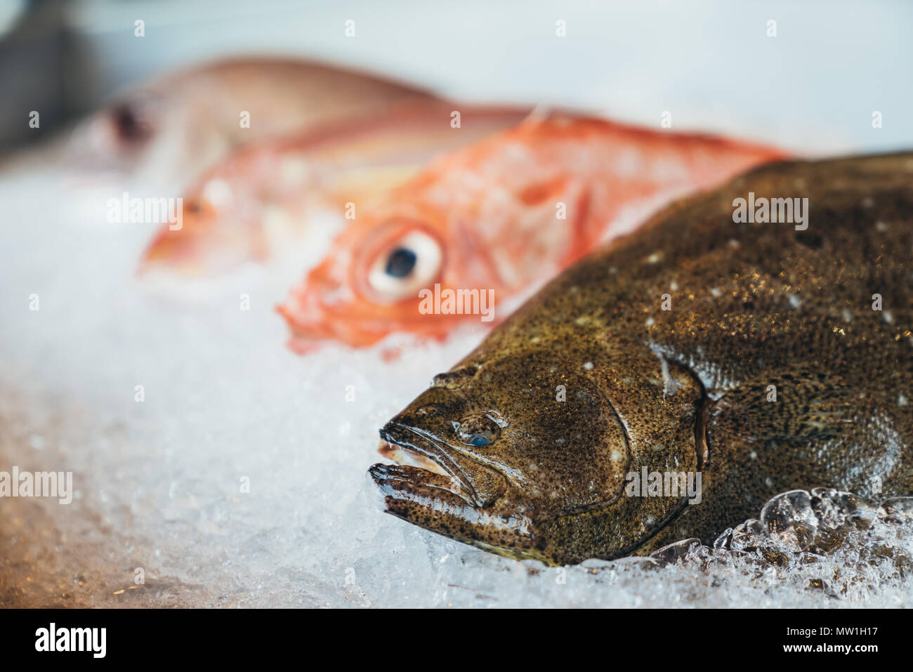 Hirame, olive flounder, bastard halibut or Japanese halibut and