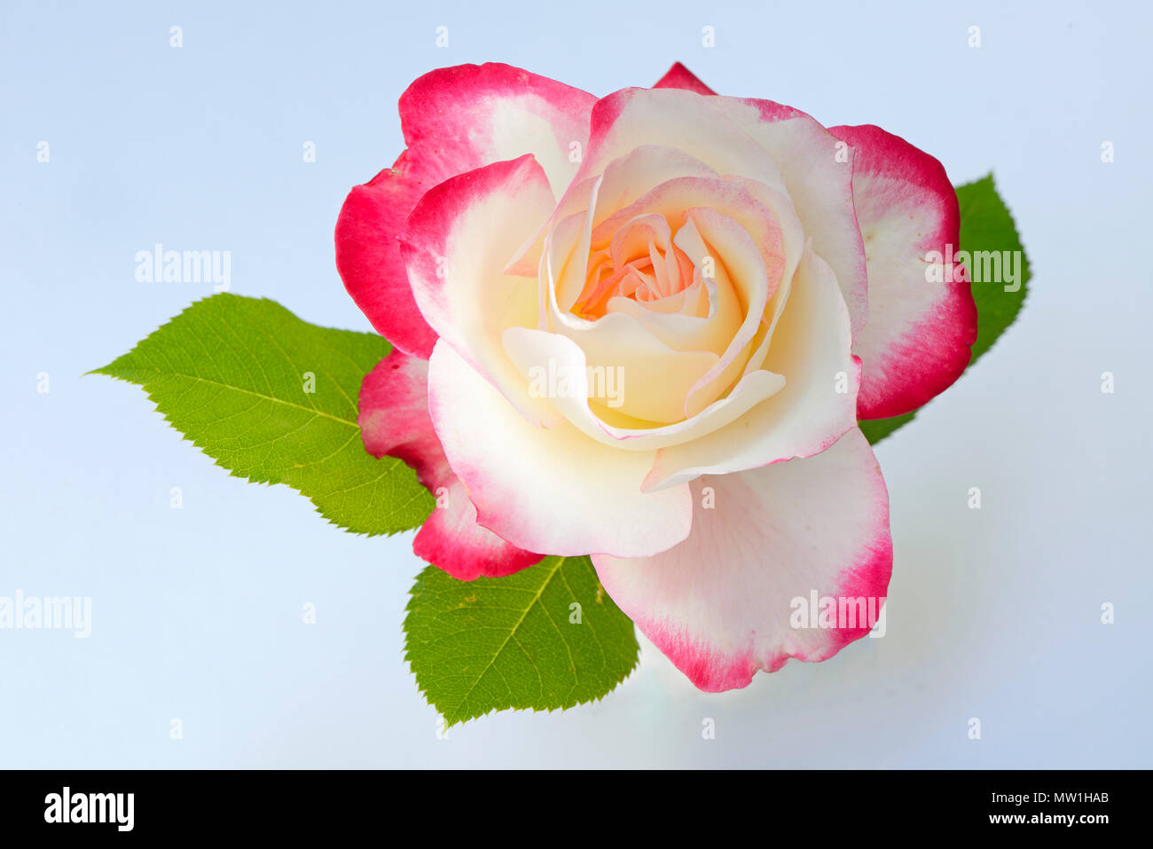 Garden rose (Rosa), flower with leaves, white background Stock Photo