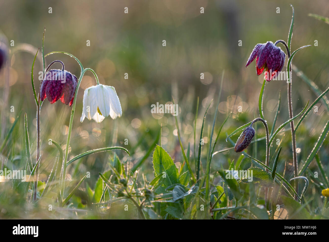 Purple and white Snake's head fritillaries (Fritillaria meleagris), with dew drops, Hesse, Germany Stock Photo