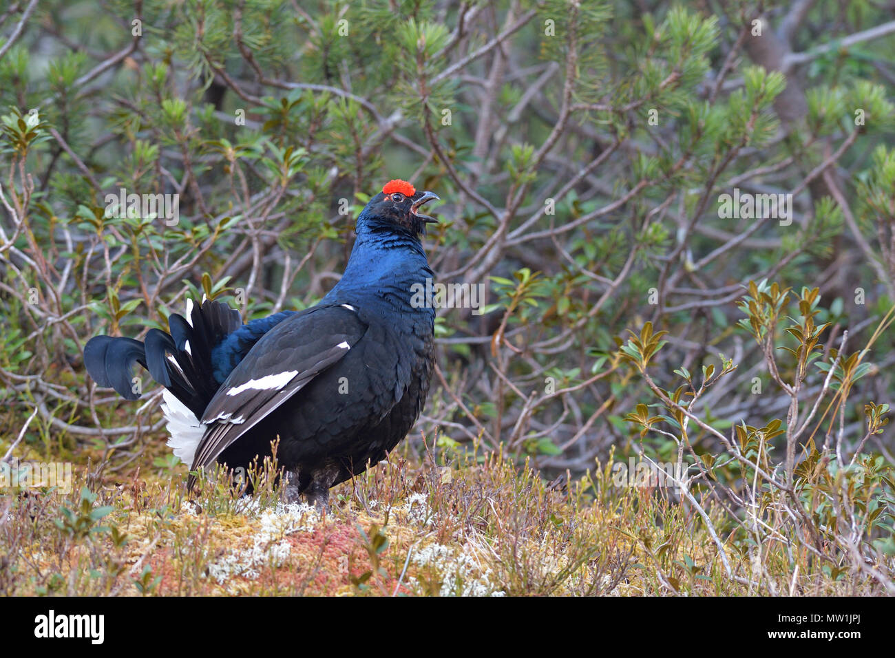 Black grouse (Lyrurus tetrix), courtshiping Black Grouse cock, calling, Tyrol, Austria Stock Photo