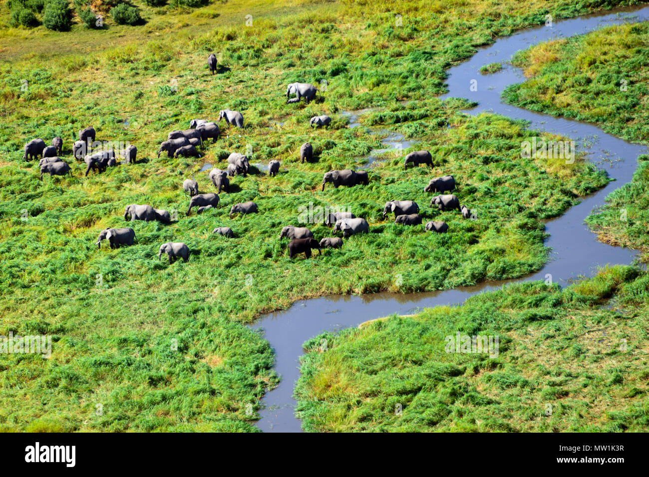 Aerial view, flock of elephants in Okavango Delta, Botswana Stock Photo