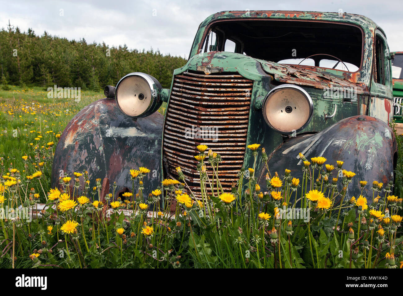 Vintage car, scrap car, Vauxhalll, 1940s, car cemetery at Ystafell Transportation Museum