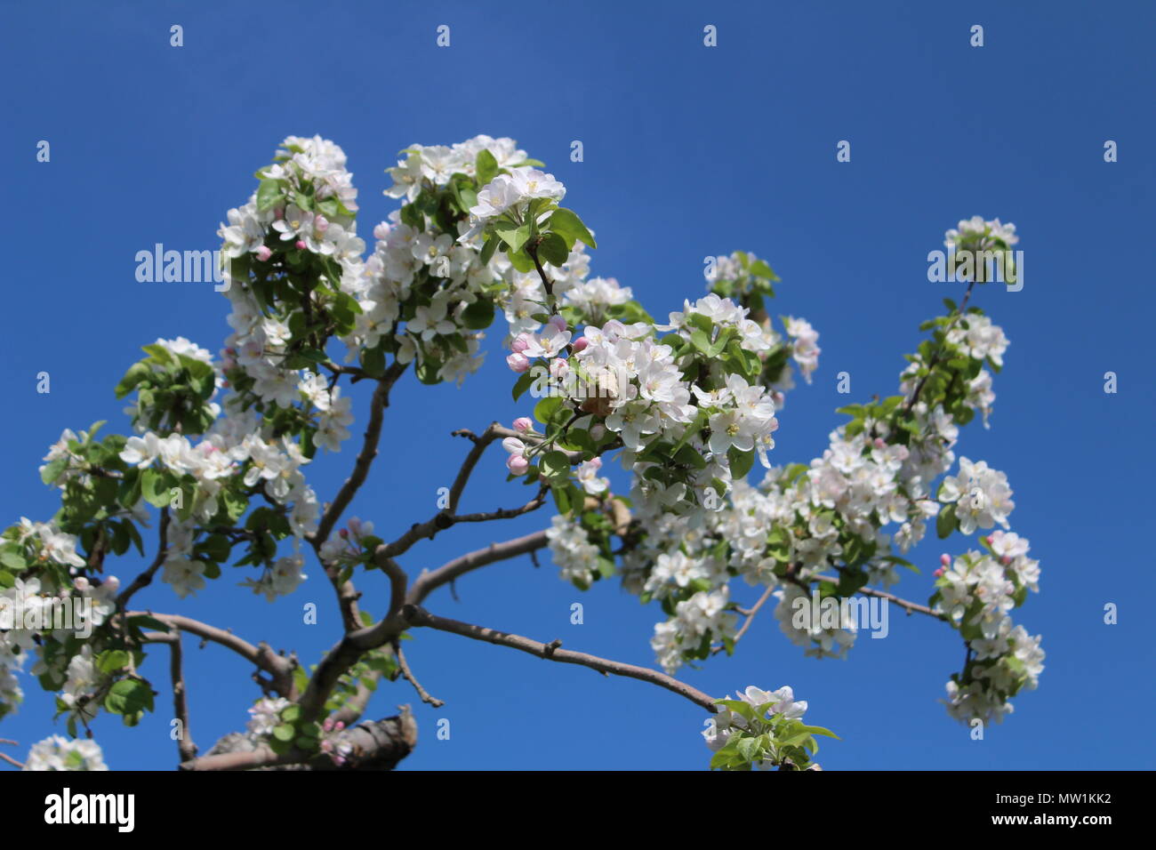 Apple tree branch in full bloom Stock Photo