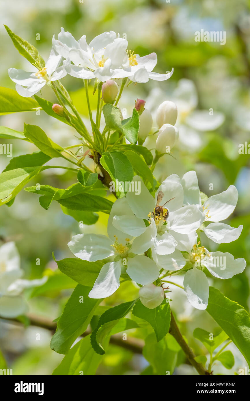 Bee collecting pollen from crabapple blossoms, Malus Snowdrift. Stock Photo