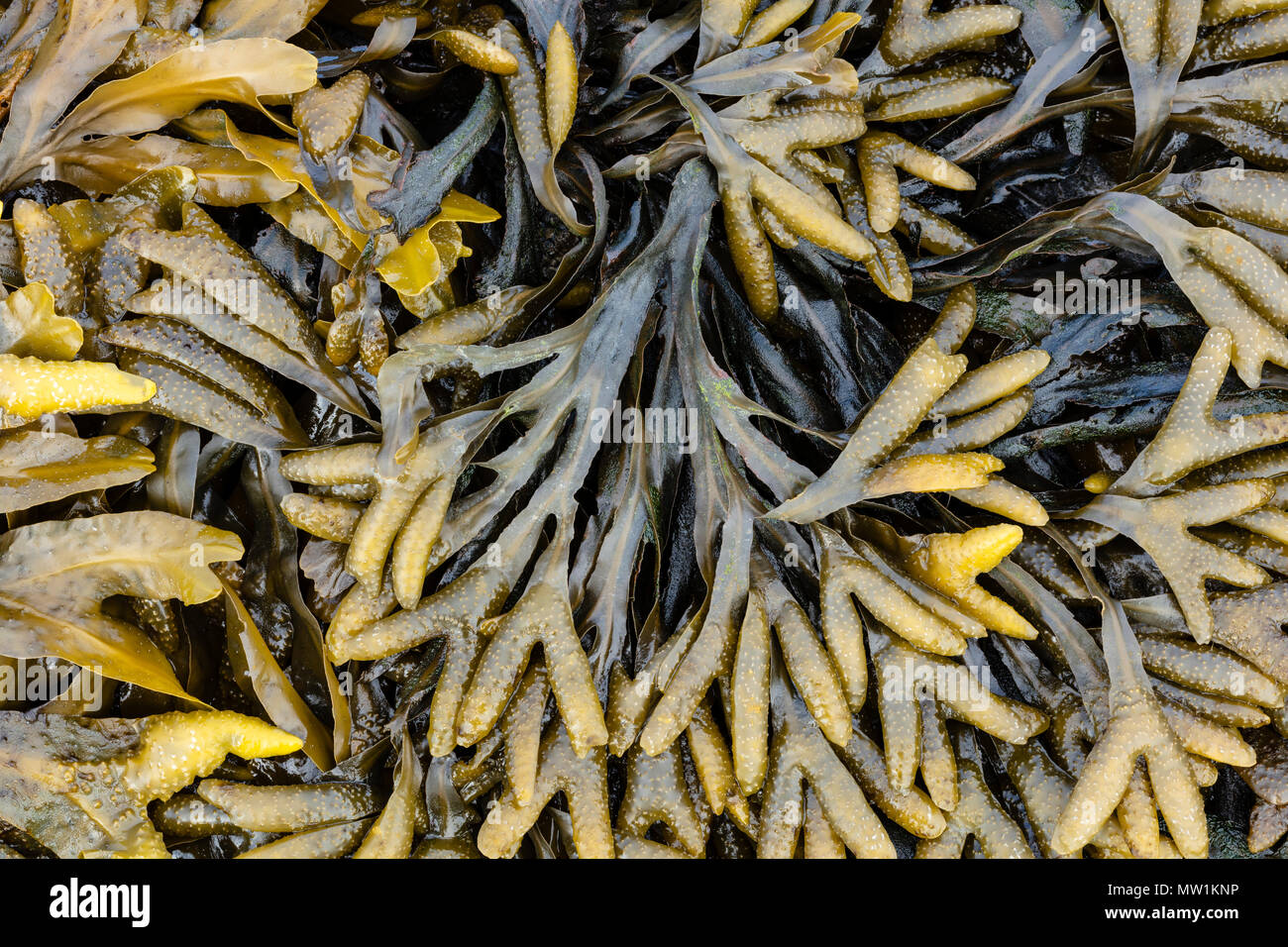 Rockweed (Fucus distichus) at low tide in Resurrection Bay in Southcentral Alaska. Stock Photo