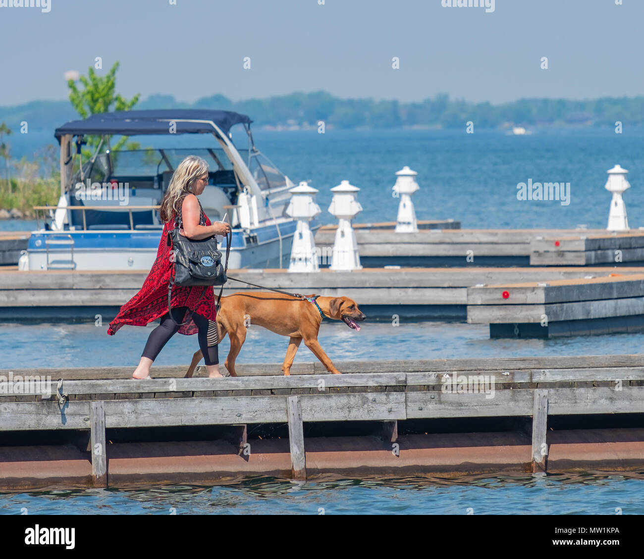 Woman walking her dog on a hot sunny day at the Orillia Ontario Canada waterfront. Stock Photo